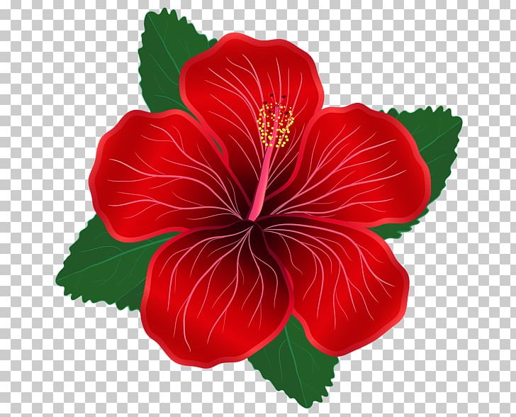 Flower Red Lilium PNG, Clipart, Annual Plant, China Rose, Chinese Hibiscus, Clip Art, Color Free PNG Download