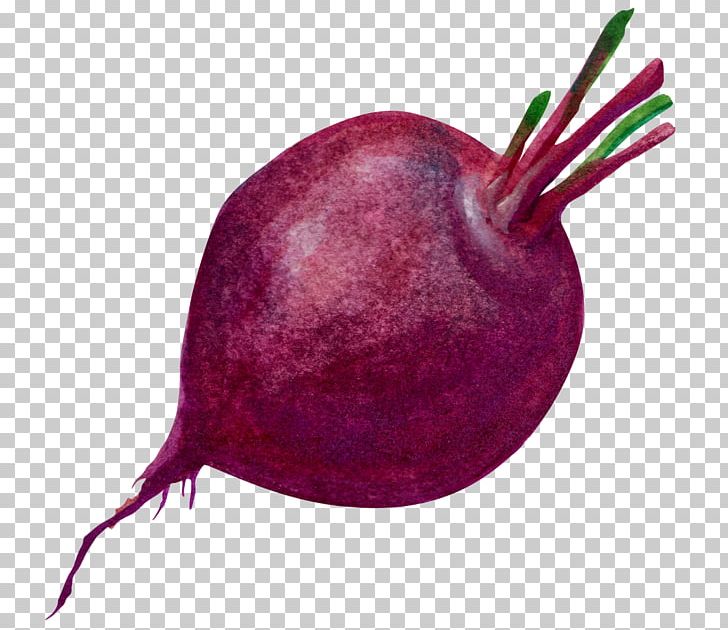 Purple Radish Common Beet PNG, Clipart, Beet, Beetroot, Common Beet, Decoration, Dia Free PNG Download
