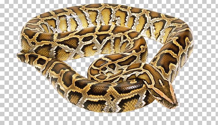 Snake Reptile Vipers Boa Constrictor Deinagkistrodon PNG, Clipart, Animals, Boa Constrictor, Boas, Boinae, Deinagkistrodon Free PNG Download