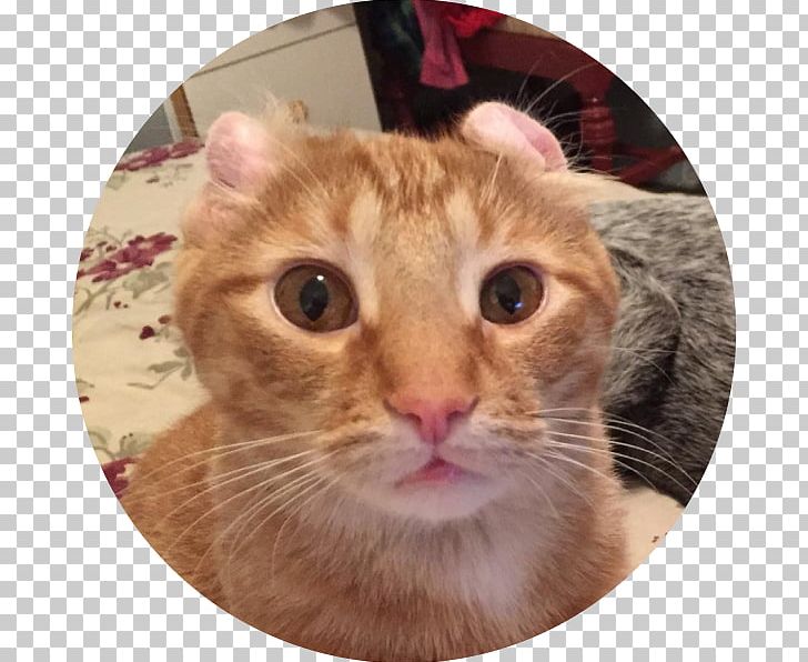 Whiskers European Shorthair American Curl Tabby Cat Domestic Short-haired Cat PNG