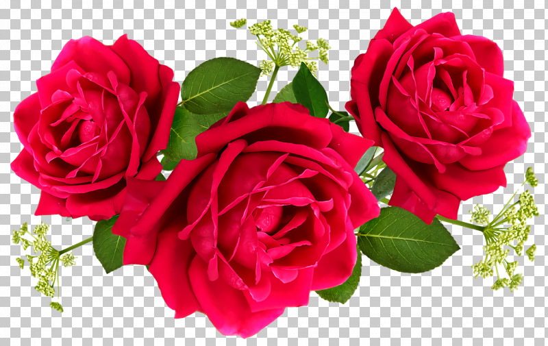 Garden Roses PNG, Clipart, Annual Plant, Artificial Flower, Cabbage Rose, Cut Flowers, Floral Design Free PNG Download