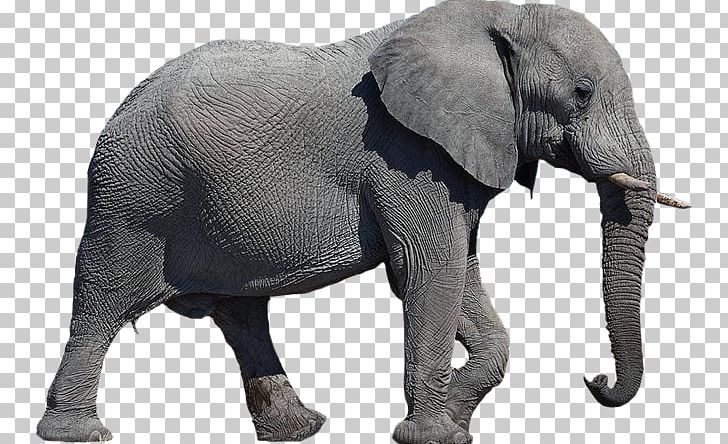African Elephant PNG, Clipart, African Elephant, Animals, Background, Elephant, Elephant Elephant Free PNG Download