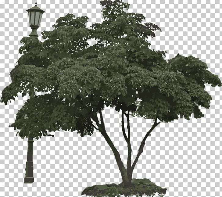 Bonsai Branching PNG, Clipart, Bonsai, Branch, Branching, Houseplant, Others Free PNG Download