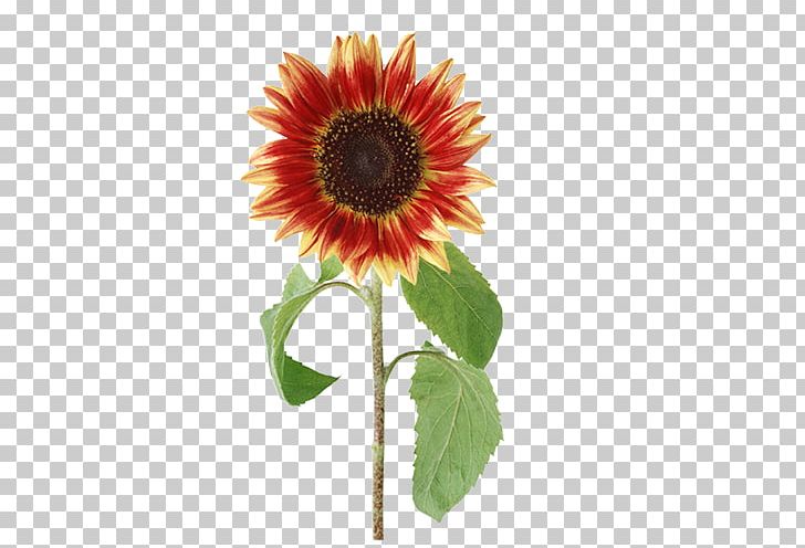 Common Sunflower PNG, Clipart, Bloom, Common, Cut Flowers, Daisy Family, Designer Free PNG Download