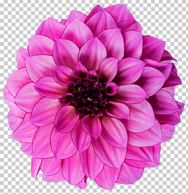 Dahlia Flower Photography PNG, Clipart, Annual Plant, Cut Flowers, Dahlia, Daisy Family, Flower Free PNG Download