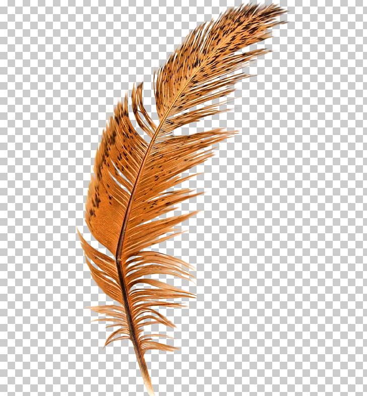 Feather Brown Quill PNG, Clipart, Animals, Beautiful, Beautiful Feathers, Brown, Brown Background Free PNG Download