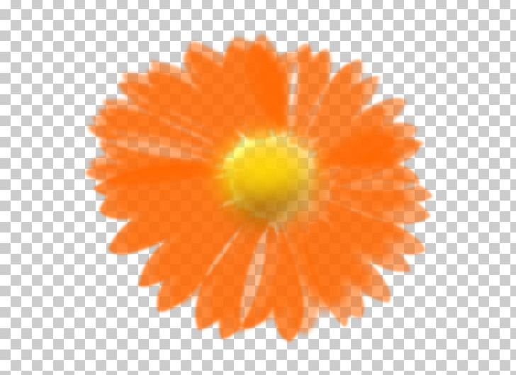 Flower PNG, Clipart, Calendula, Daisy Family, Download, Drawing, Flower Free PNG Download