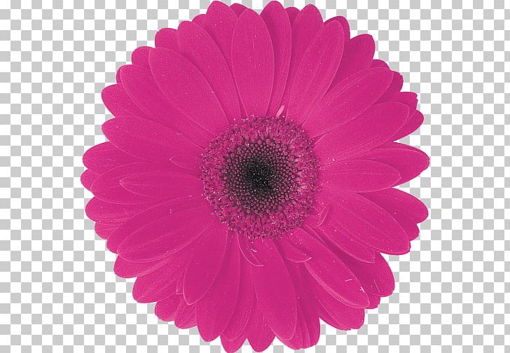 Transvaal Daisy Common Daisy Color Daisy Duck Flower PNG, Clipart, Annual Plant, Aster, Blue, Burgundy, Chrysanths Free PNG Download