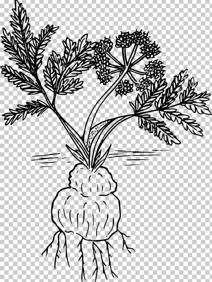 Woody Plant Line Art Drawing Lomatium Cous PNG, Clipart, Art, Black And White, Branch, Coloring Book, Drawing Free PNG Download