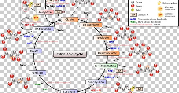 Citric Acid Cycle Tricarboxylic Acid Biochemistry Cellular Respiration PNG, Clipart, Acid, Area, Biochemistry, Biology, Calvin Cycle Free PNG Download
