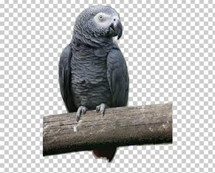 Macaw Parakeet Beak Grey Parrot PNG, Clipart, African Grey, Beak, Bird, Enjoy, Fauna Free PNG Download