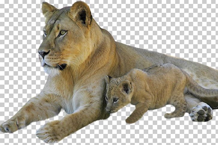 Sphynx Cat Lion Cubs Kitten Tiger PNG, Clipart, 1080p, Animal, Animals, Big Cat, Big Cats Free PNG Download