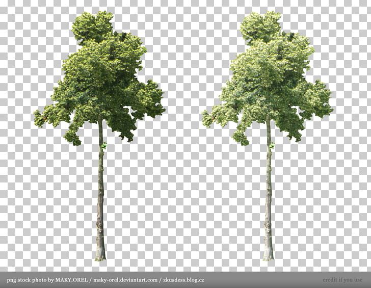 Tree Plant Stock PNG, Clipart, Birch, Branch, Computer Icons, Deviantart, Evergreen Free PNG Download