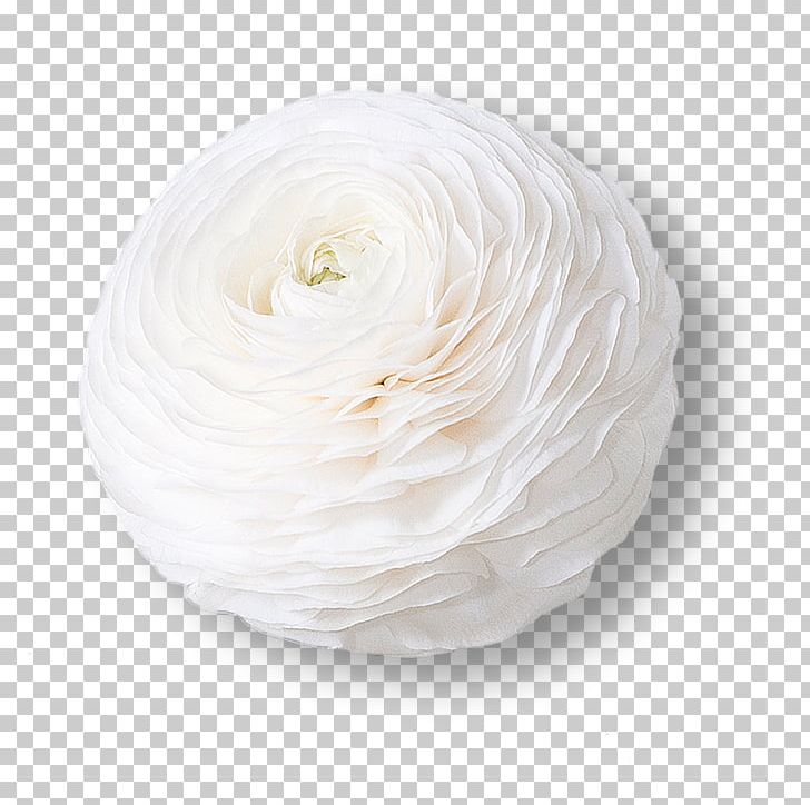 White Flower Ranunculus Asiaticus Petal Color PNG, Clipart, Buttercup, Color, Cut Flowers, Eye, Flower Free PNG Download