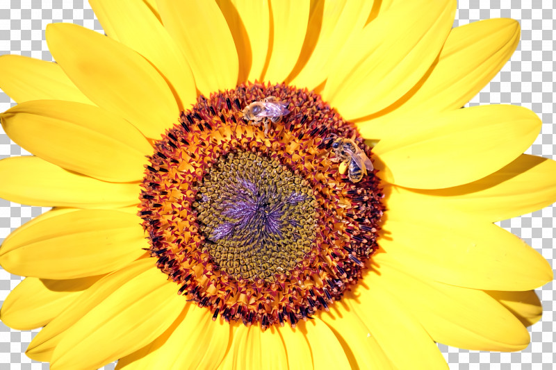 Nectar Honey Bee Yellow Bees Close-up PNG, Clipart, Bees, Closeup, Honey, Honey Bee, Nectar Free PNG Download