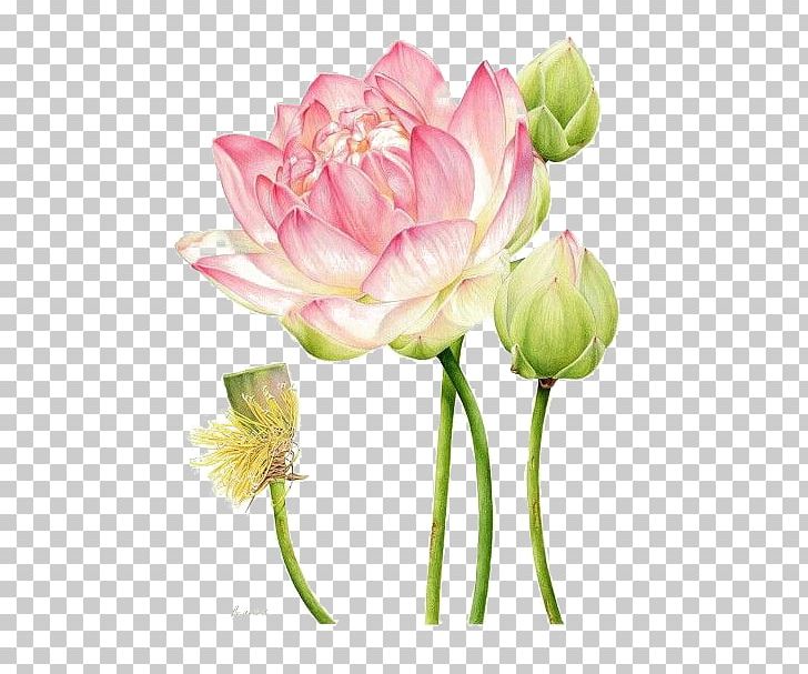 Art Drawing Watercolor Painting Nelumbo Nucifera Botanical Illustration PNG, Clipart, Botany, Cartoon, Cartoon Lotus, Cut Flowers, Flor Free PNG Download