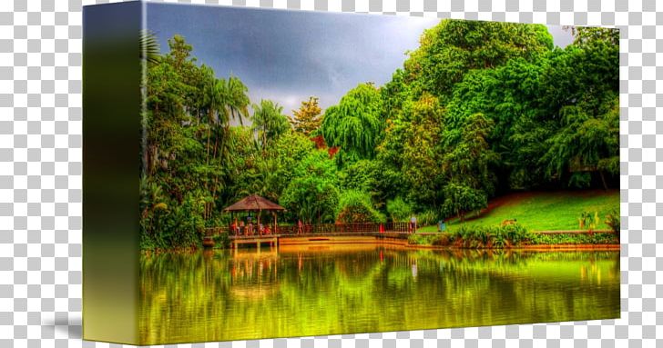 Nature Reserve Biome Water Resources Pond Rainforest PNG, Clipart, Bayou, Biome, Botanical Garden, Computer, Computer Wallpaper Free PNG Download