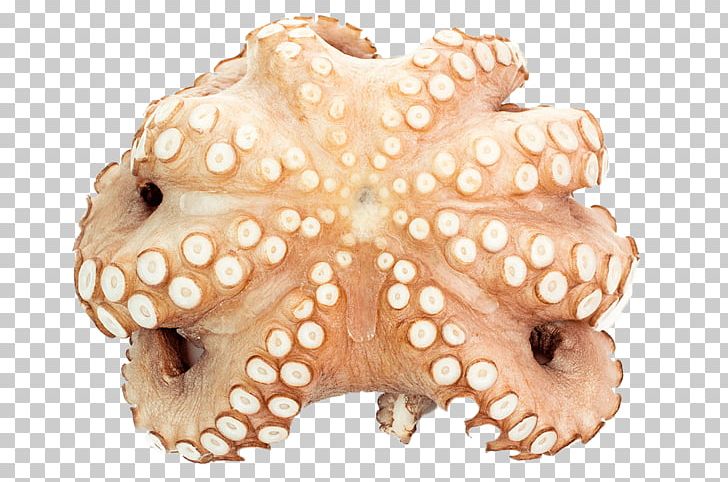 Octopus Cephalopod PNG, Clipart, Cephalopod, Invertebrate, Marine Invertebrates, Octopus, Organism Free PNG Download
