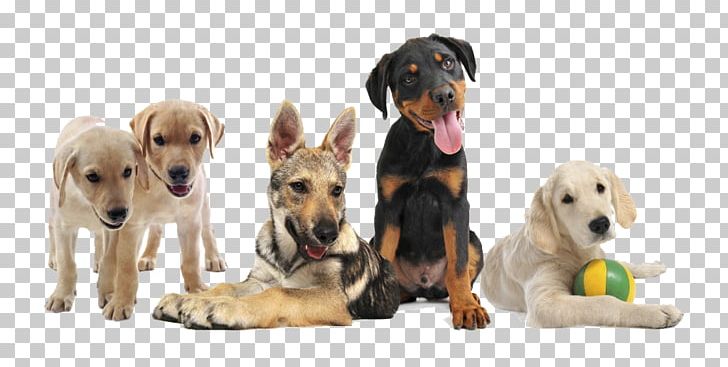 Puppy Dog Training Obedience Training Obedience Trial PNG, Clipart, Animals, Assistance Dog, Bark, Carnivoran, Companion Dog Free PNG Download