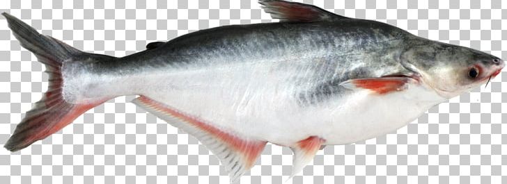 Iridescent Shark Basa Fish Finger Seafood PNG, Clipart, Animal Figure, Animals, Basa, Basa Fish, Bony Fish Free PNG Download