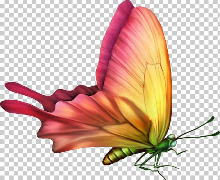 high resolution butterflies
