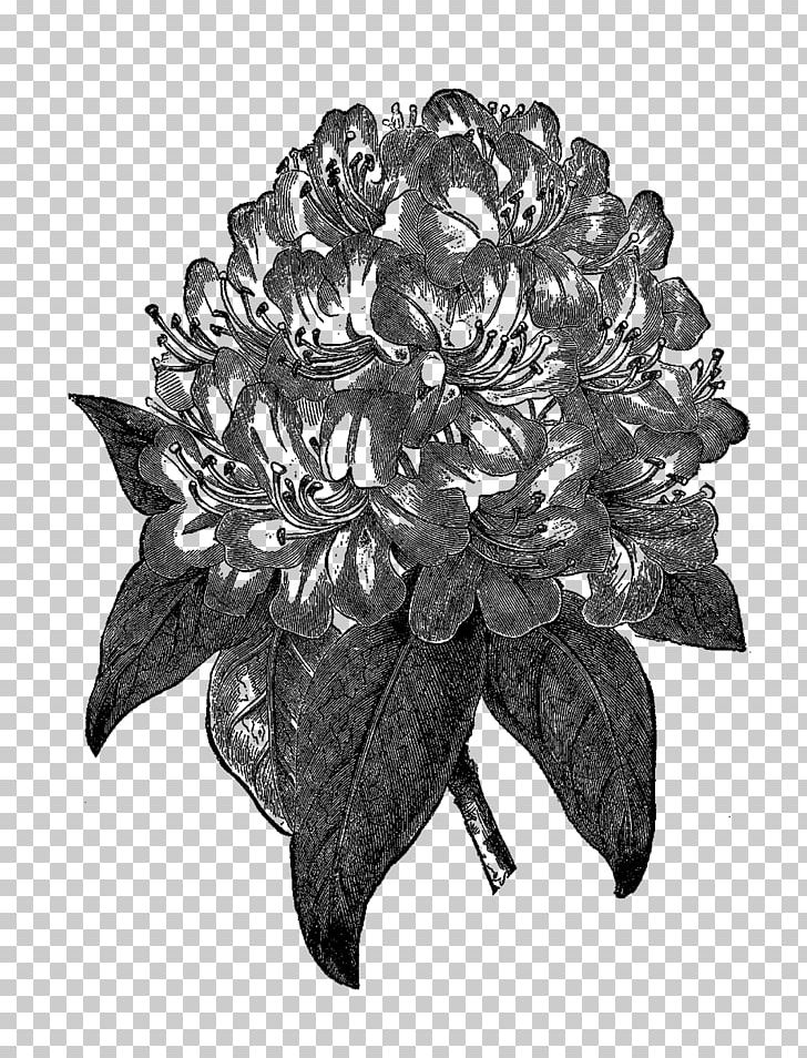 Rhododendron Drawing Botany PNG, Clipart, Art, Azalea, Black And White, Botanical Illustration, Color Free PNG Download
