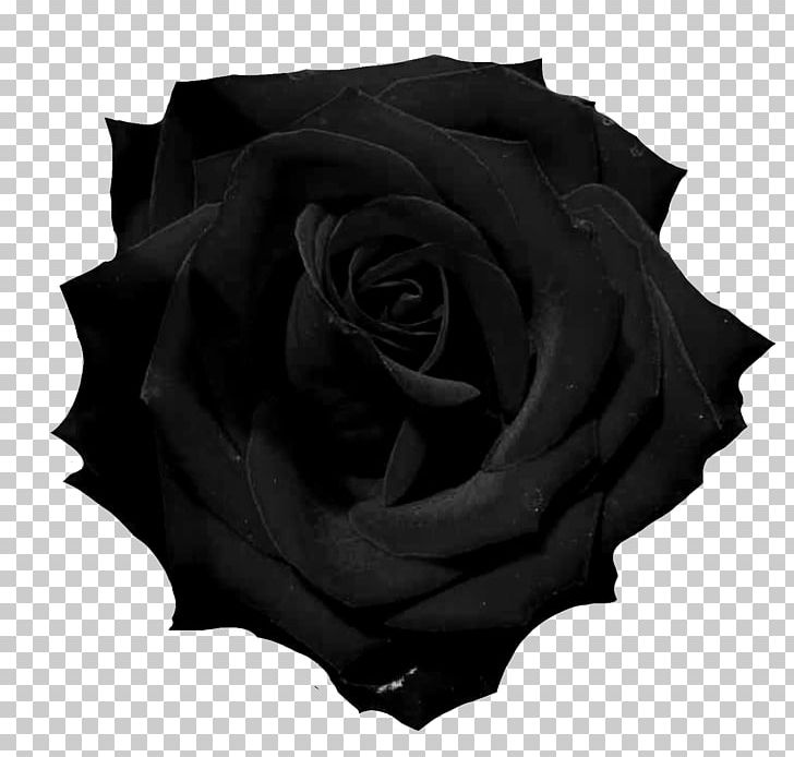 Black Rose Photography PNG, Clipart, Black, Black And White, Black Rose, Description, Download Free PNG Download