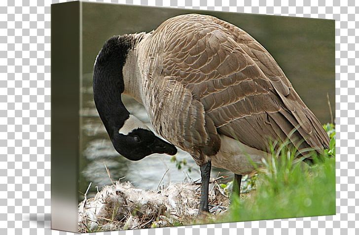 Goose Feather Beak Wildlife Terrestrial Animal PNG, Clipart, Animal, Beak, Bird, Ducks Geese And Swans, Fauna Free PNG Download