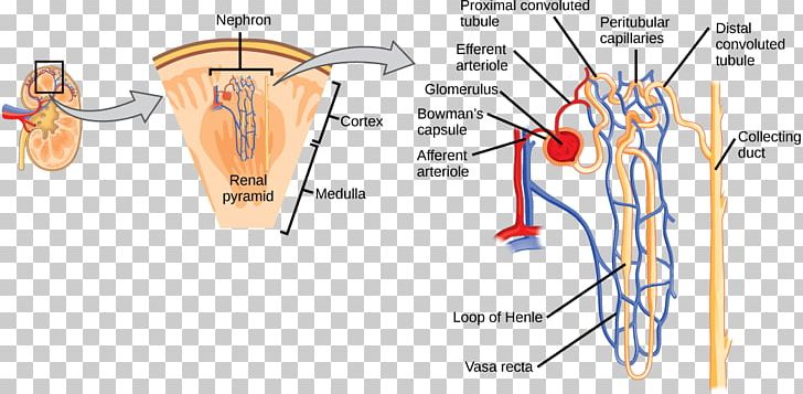 Nephron Kidney Glomerulus Renal Cortex Osmoregulation PNG, Clipart, Angle, Area, Capillary, Diagram, Distal Convoluted Tubule Free PNG Download