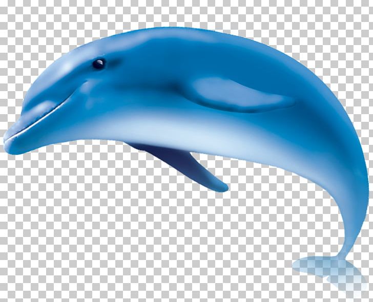 Wholphin Common Bottlenose Dolphin Tucuxi Striped Dolphin Porpoise PNG, Clipart, Animals, Aquatic Mammal, Beak, Blue, Cartoon Dolphin Free PNG Download