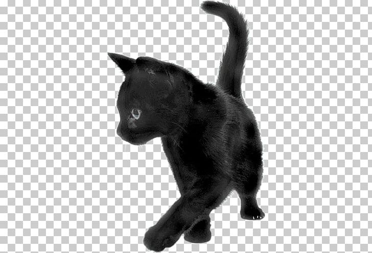 Black Cat Sideview PNG, Clipart, Animals, Cats Free PNG Download