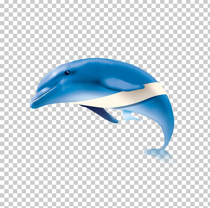 Common Bottlenose Dolphin Short-beaked Common Dolphin Tucuxi PNG, Clipart, Animals, Blue, Electric Blue, Killer Whale, Mammal Free PNG Download