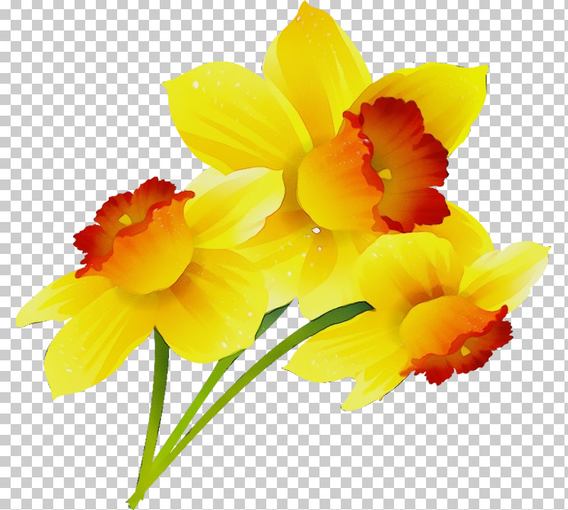Flower Petal Yellow Plant Narcissus PNG, Clipart, Amaryllis Family, Cattleya, Cut Flowers, Dendrobium, Flower Free PNG Download