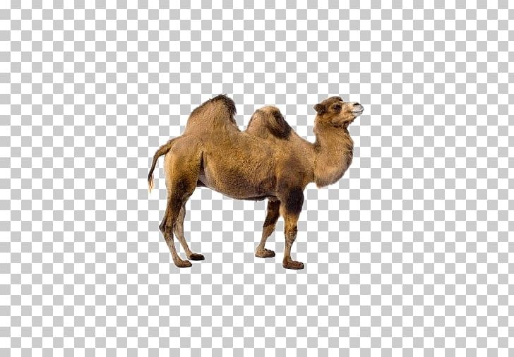 Bactrian Camel Dromedary Llama Vicuxf1a PNG, Clipart, Animal, Animals, Arabian Camel, Arizona Desert, Button Free PNG Download