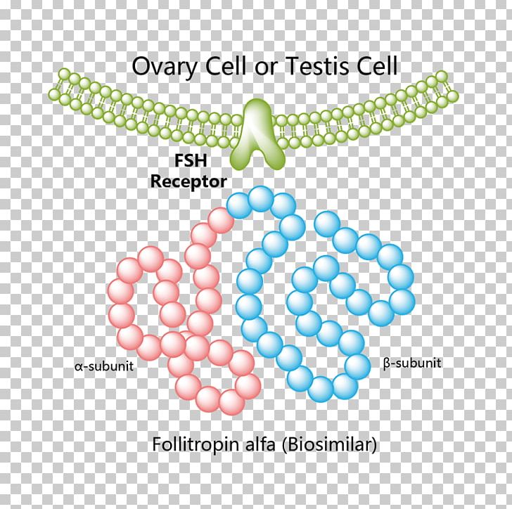 Follicle-stimulating Hormone Follitropin Beta Platelet-derived Growth Factor Receptor Recombinant DNA PNG, Clipart,  Free PNG Download