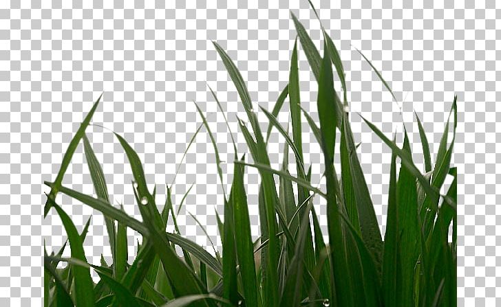 Green Barley Caryopsis Cancer PNG, Clipart, Background Green, Barley, Bean, Cancer, Caryopsis Free PNG Download