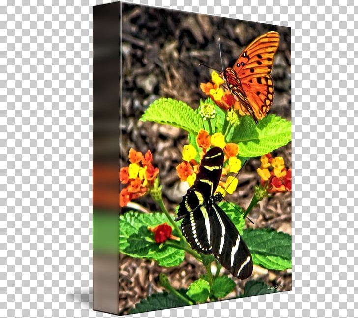 Monarch Butterfly Brush-footed Butterflies Fauna Tiger Milkweed Butterflies PNG, Clipart, Arthropod, Brush Footed Butterfly, Butterfly, Fauna, Insect Free PNG Download