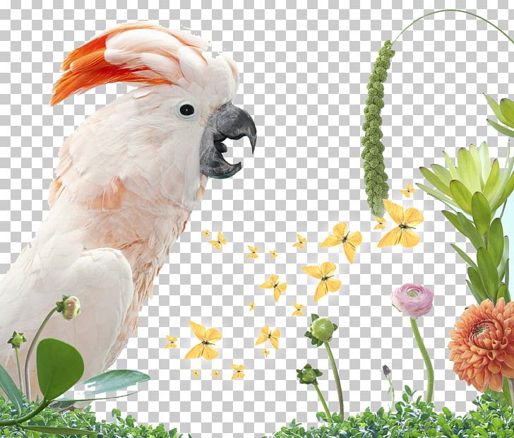 Bird Parrot Columbidae White Cockatoo PNG, Clipart, Animal, Beak, Bird Cage, Birdofparadise, Birds Free PNG Download