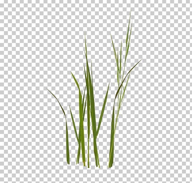 Sweet Grass Wheatgrass Commodity Grasses Plant Stem PNG, Clipart, Cicek, Cimen, Commodity, Grafik, Grass Free PNG Download