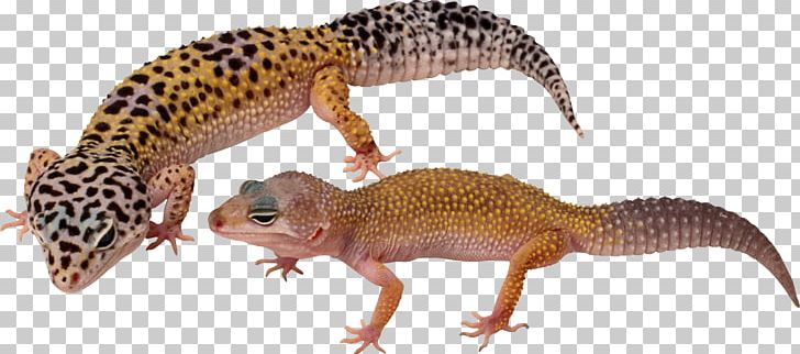 Komodo Dragon Lizard Common Leopard Gecko Reptile Snake PNG, Clipart, Agamidae, Amphibian, Animal, Animal Figure, Animals Free PNG Download