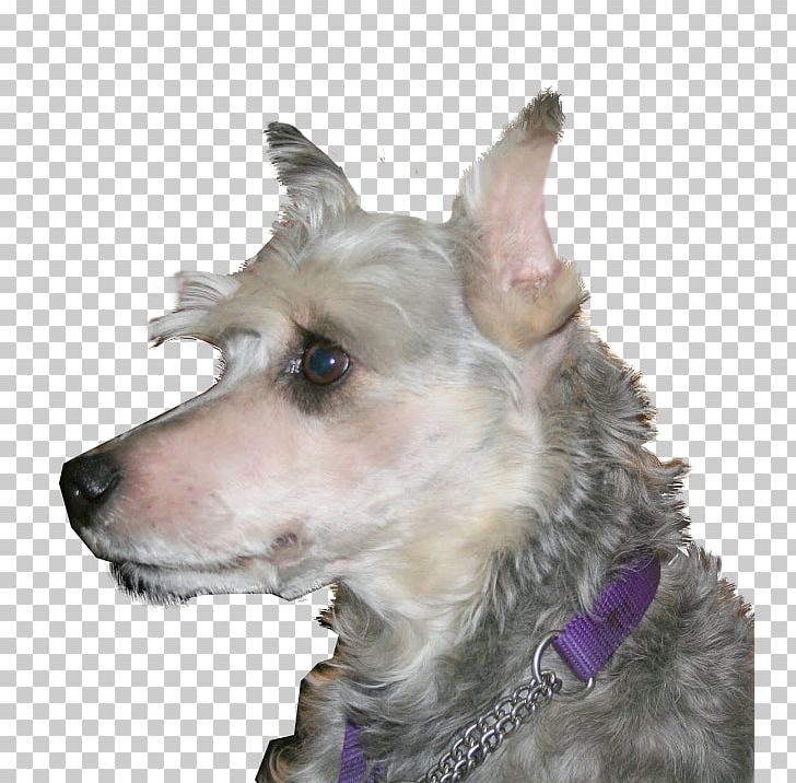 Miniature Schnauzer German Pinscher Rare Breed (dog) Dog Breed PNG, Clipart, Breed, Breed Standard, Crossbreed, Dog, Dog Breed Free PNG Download