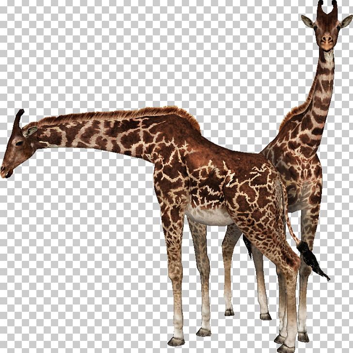 Northern Giraffe Neck Wildlife Video PNG, Clipart, Animal Figure, Child, Fact, Fauna, Free Good Free PNG Download