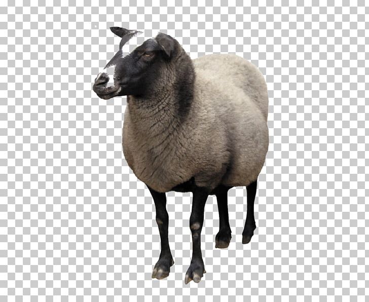 Sheep Goat PNG, Clipart, Animals, Clipping Path, Computer Icons, Cow Goat Family, Desktop Wallpaper Free PNG Download