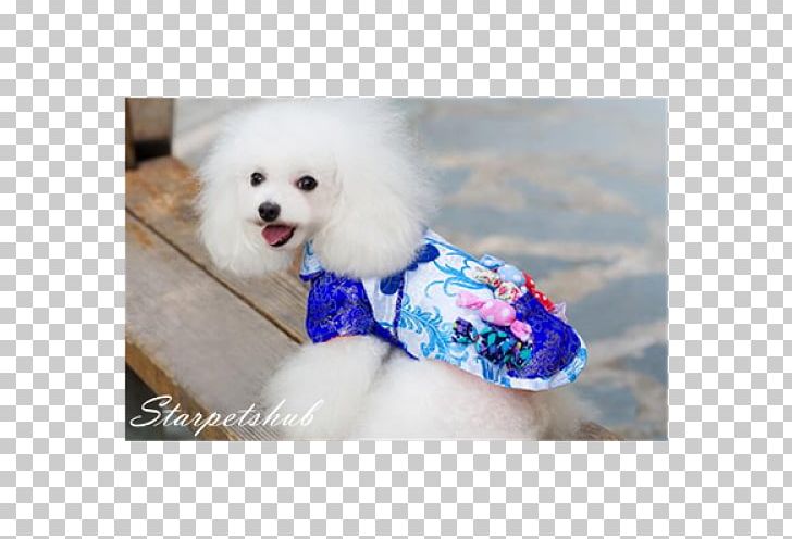 Dog Breed Miniature Poodle Toy Poodle Puppy Maltese Dog PNG, Clipart, Animals, Breed, Carnivoran, Chinese Calendar, Chinese New Year Free PNG Download