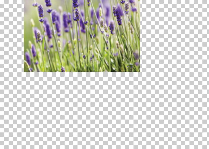 English Lavender Flower Paper Mural Canvas Print PNG, Clipart, Blue, Canvas, Canvas Print, English Lavender, Floral Design Free PNG Download