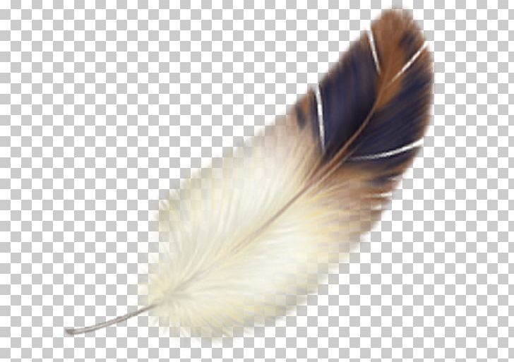 Feather Bird PNG, Clipart, Animals, Bird, Computer Software, Feather, Feathered Dinosaur Free PNG Download