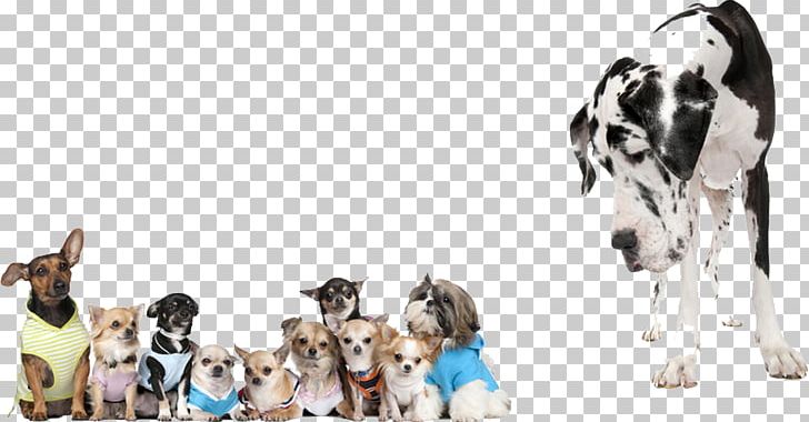 Great Dane German Shepherd Chihuahua Puppy Yorkshire Terrier PNG, Clipart, Aging In Dogs, Animals, Breed, Canadian Kennel Club, Carnivoran Free PNG Download