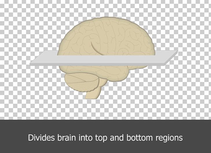 Horizontal Plane Brain Angle Table PNG, Clipart, Angle, Brain, Cartoon, Com, Hat Free PNG Download