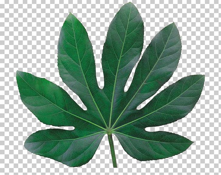 Leaf Plant Tmall Biological Specimen Taobao PNG, Clipart, Autumn Leaves, Banana Leaves, Biological Specimen, Email, Fall Leaves Free PNG Download