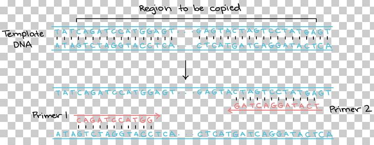 Primer Polymerase Chain Reaction DNA Polymerase PNG, Clipart, Angle, Blue, Brand, Dna, Material Free PNG Download